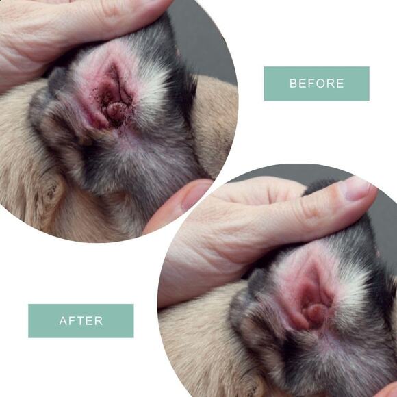 Dog & Cat Ear Cleaner – Gentle Otic Solution for Dogs & Cats – Pet Ear Wash f... - Picture 4 of 5